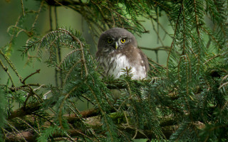 Bird bamboo forest jigsaw animal - sumatraism free wallpaper