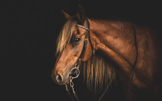 Brown horse bridle black background - a brown horse free wallpaper