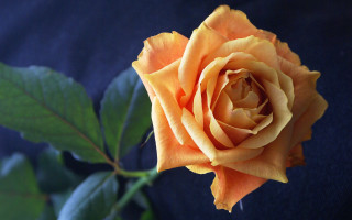 Yellow rose green leaves blue - single free wallpaper