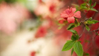 Pink flower green leaves red 3 - a branch free wallpaper