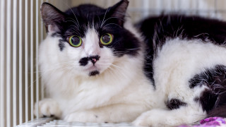 Black and white cat sad - a cage free wallpaper