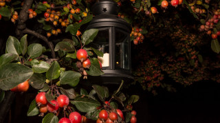 Lantern tree fruit leaves night - fruit free wallpaper