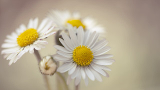 Daisies vase blurry background macro - a blurry background of the flowers free wallpaper