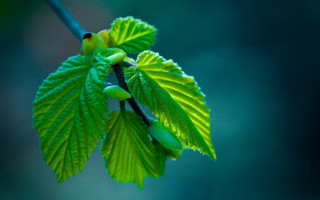 Branch green leaves buds macro - green leaf and buds free wallpaper