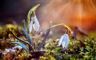White flower field sunlight macro - betty merken free wallpaper