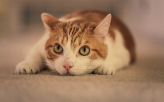 Sad cat looking camera brown - a portrait free wallpaper