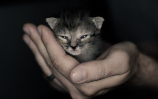 Small kitten hands black background - tiny free wallpaper