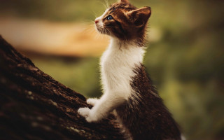 Cat heroic branch blurry depth - heroic free wallpaper
