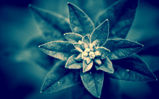 Flower water droplets blue wings - petal free wallpaper