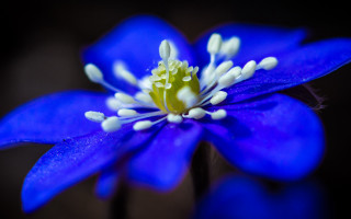 Blue flower white stamens yellow 2 - a yellow staman free wallpaper