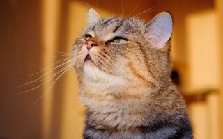 Cat wide eyes yellow wall - sense of awe free wallpaper