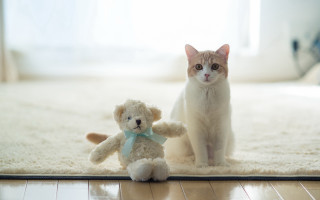 Cat teddy bear rug room - a teddy bear free wallpaper