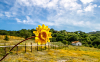 Sunflower field fence house ecological - dennis flanders free wallpaper
