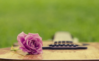 Blue rose wooden guitar bouquet - the grass next free wallpaper