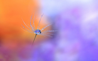 Dandelion water droplets colorful background - it in front free wallpaper
