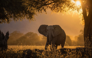 Elephant field trees sunset nature - an elephant free wallpaper