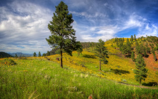 Grassy hill trees flowers cloudy - a grassy hill free wallpaper