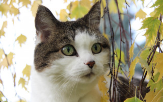 Cat tree leaves bare branch - branch free wallpaper