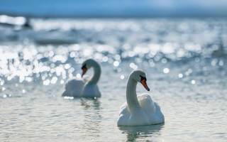 White swans lake beach blurry - a blue sky in the background free wallpaper for desktop