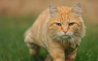 Cat green field blurry background - a brown wall free wallpaper