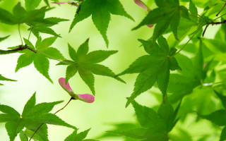 Leafy tree pink flowers green - leaf free wallpaper