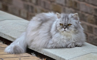 Fluffy cat ledge brick wall - a ledge next free wallpaper