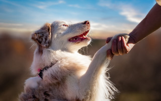 Dog human outdoors renaissance animal - a field of grass and trees free wallpaper