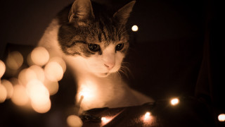 Cat table lights candle renaissance - renaissance free wallpaper