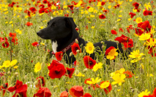 Dog flower field autumn leaves - a field of flowers free wallpaper