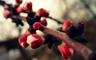 Branch red flowers bokeh macro - red flower free wallpaper