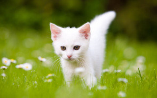 White cat field daisies bokeh - naturalism free wallpaper
