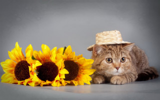 Cat sunflower basket hat gray - a gray background free wallpaper