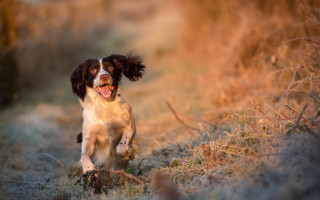 Dog running frisbee tongue autumn - a dog free wallpaper