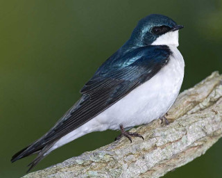 Blue white bird branch green - david budd free wallpaper