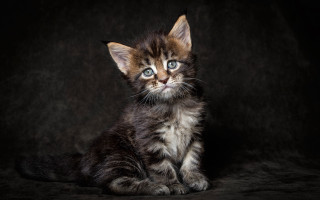 Small kitten blue eyes serious - a small kitten free wallpaper