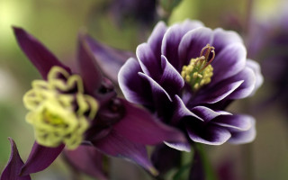 Purple flower gothic macro bokeh - a purple flower free wallpaper