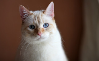 White cat blue eyes brown - a white cat free wallpaper