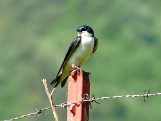 Small bird wooden post barbed - massurrealism free wallpaper
