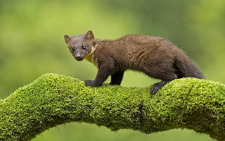 Small animal mossy green plant - a small animal standing free wallpaper
