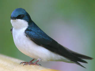 Blue bird perched on banana - clara miller burd free wallpaper