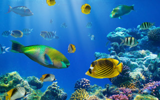 Fish aquarium corals sponges underwater - a group of fish swimming free wallpaper