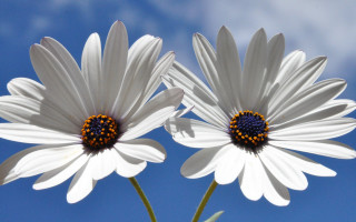 Two white flowers blue sky - the petal free wallpaper