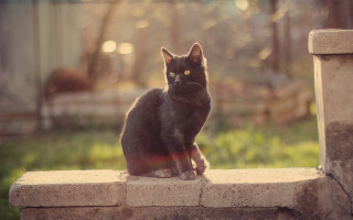 Cat ledge sunshine grass house - a house in the background free wallpaper