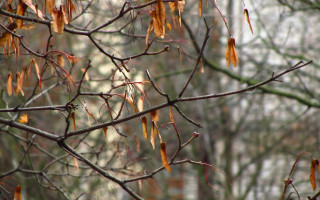 Tree brown leaves fence autumn - short depth of field free wallpaper