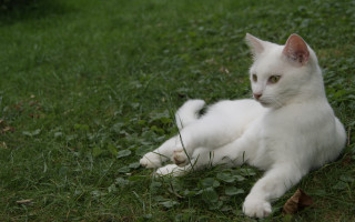 White cat green field birdfeeder - a lush green field of grass next free wallpaper