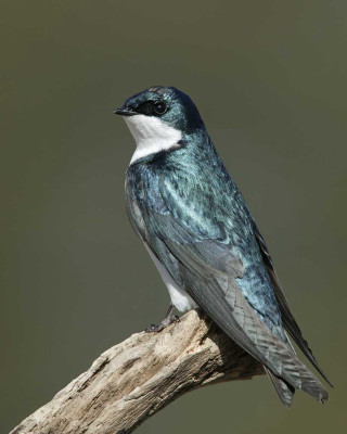 Bird branch green background gray - free bird wallpaper