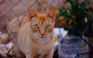 Sad cat blue eyes fence - neoplasticism free wallpaper
