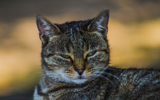 Cat closed eyes blurry background - neoplasticism free wallpaper