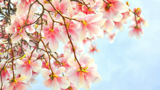 Pink flower tree blooming spring - pink free wallpaper for desktop