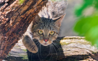 Cat looking up tree blurry - its mouth open free wallpaper